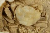 Fossil Crab (Potamon) Preserved in Travertine - Turkey #315131-1